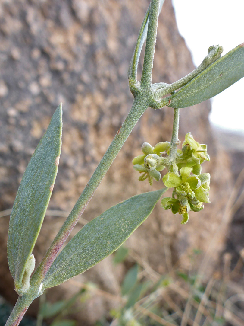 Flowers and leaves