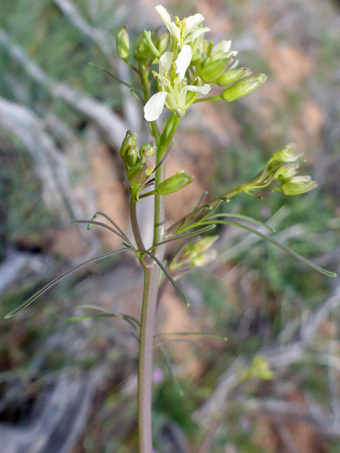 Upper stem