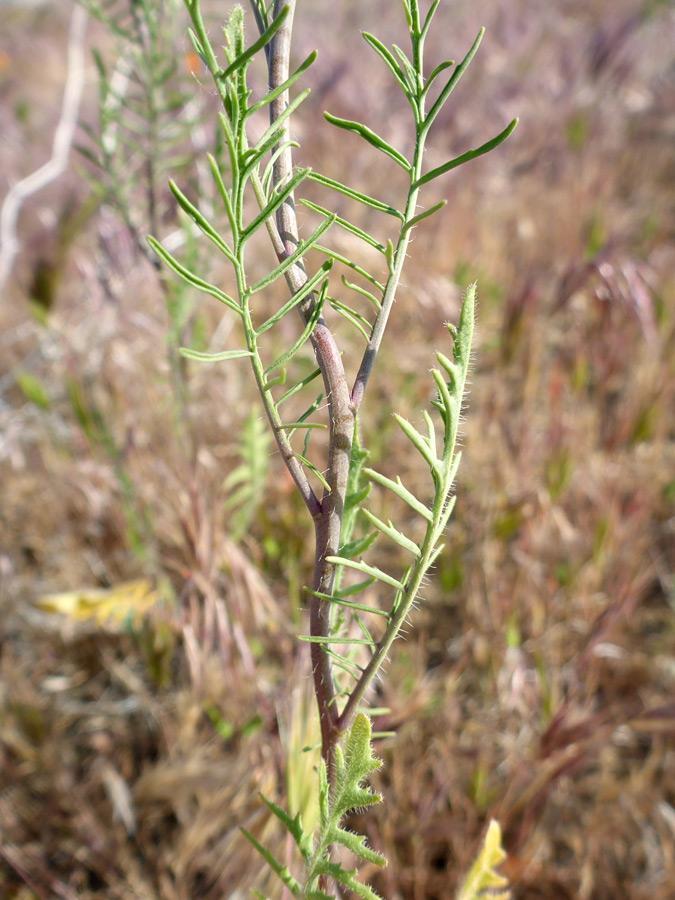 Upwards-pointing leaves