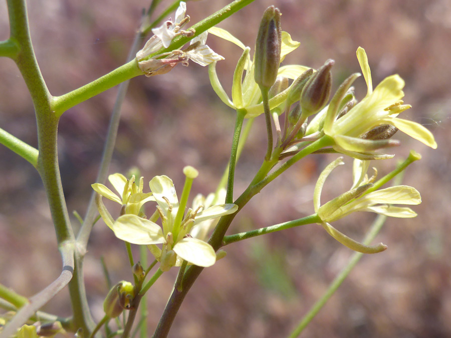 Spreading sepals