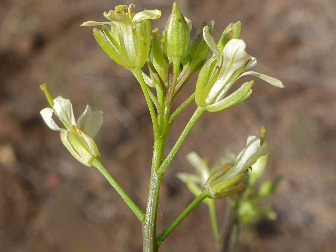 Petals and sepals