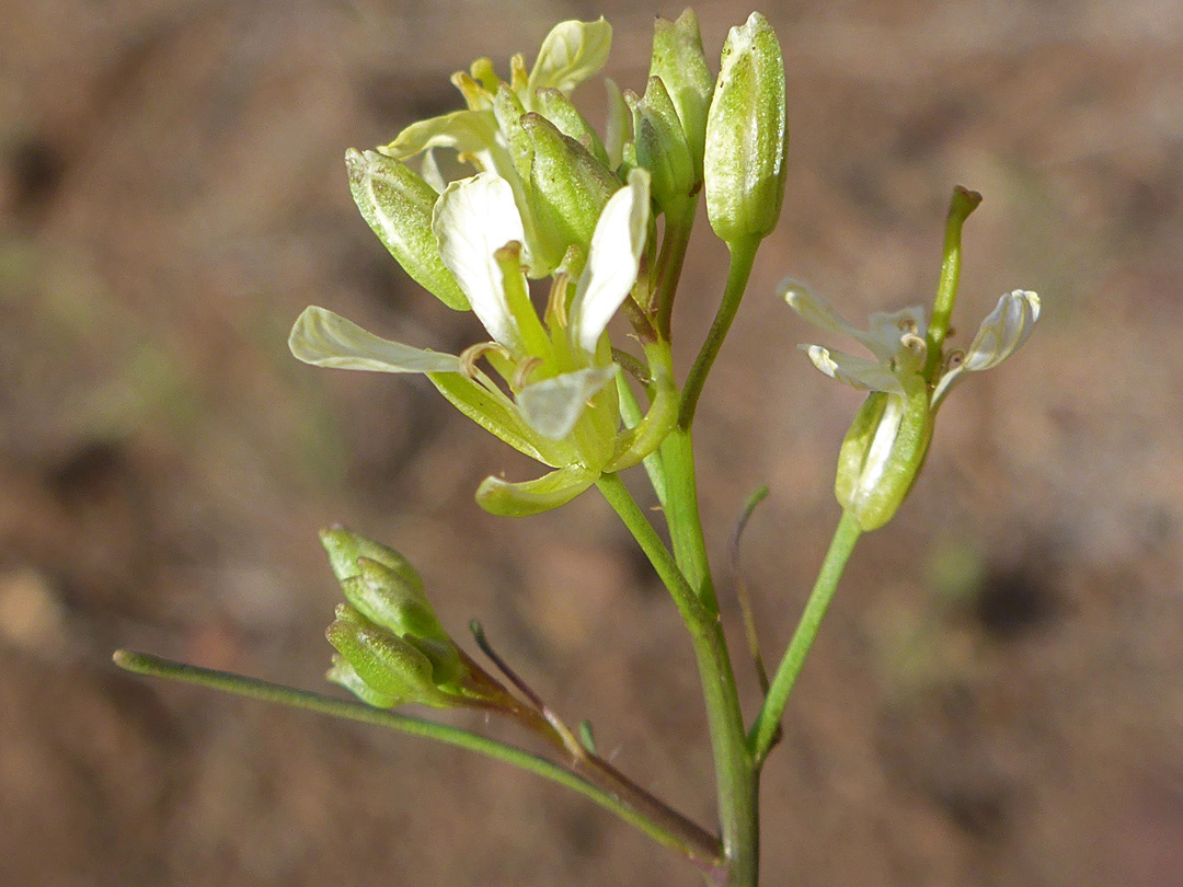 Hairless inflorescence