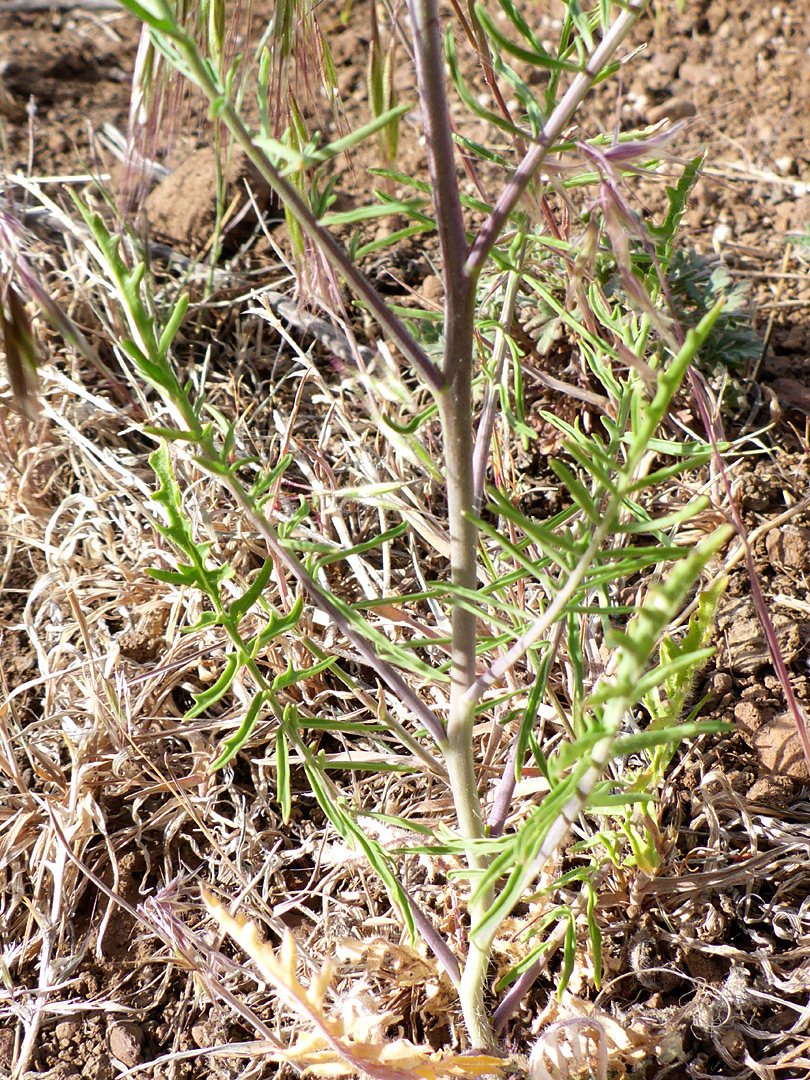 Cauline leaves