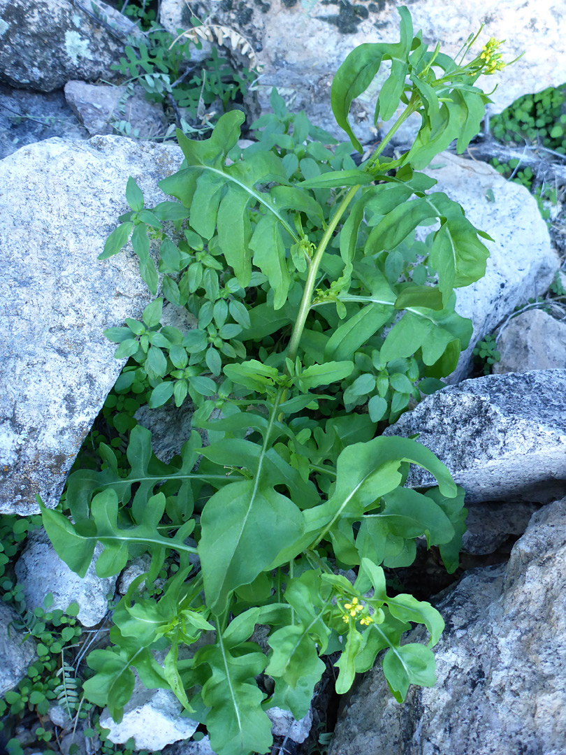 Leaves and flowers