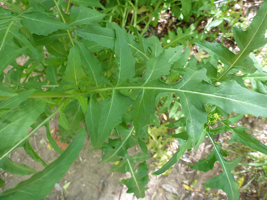 Lobed leaves - pictures of Sisymbrium Irio, Brassicaceae - wildflowers ...