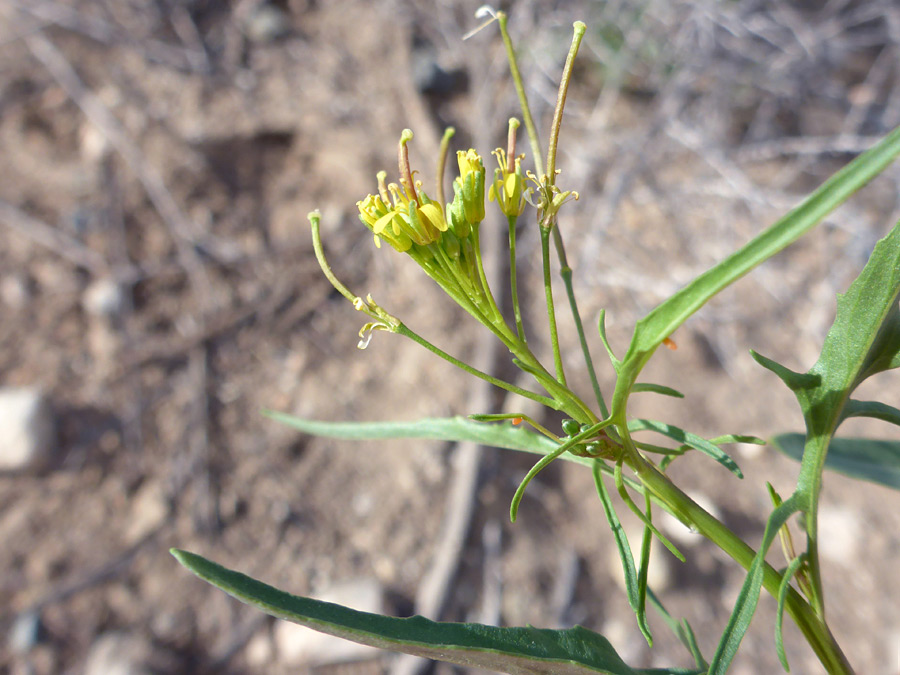 Withered flowers