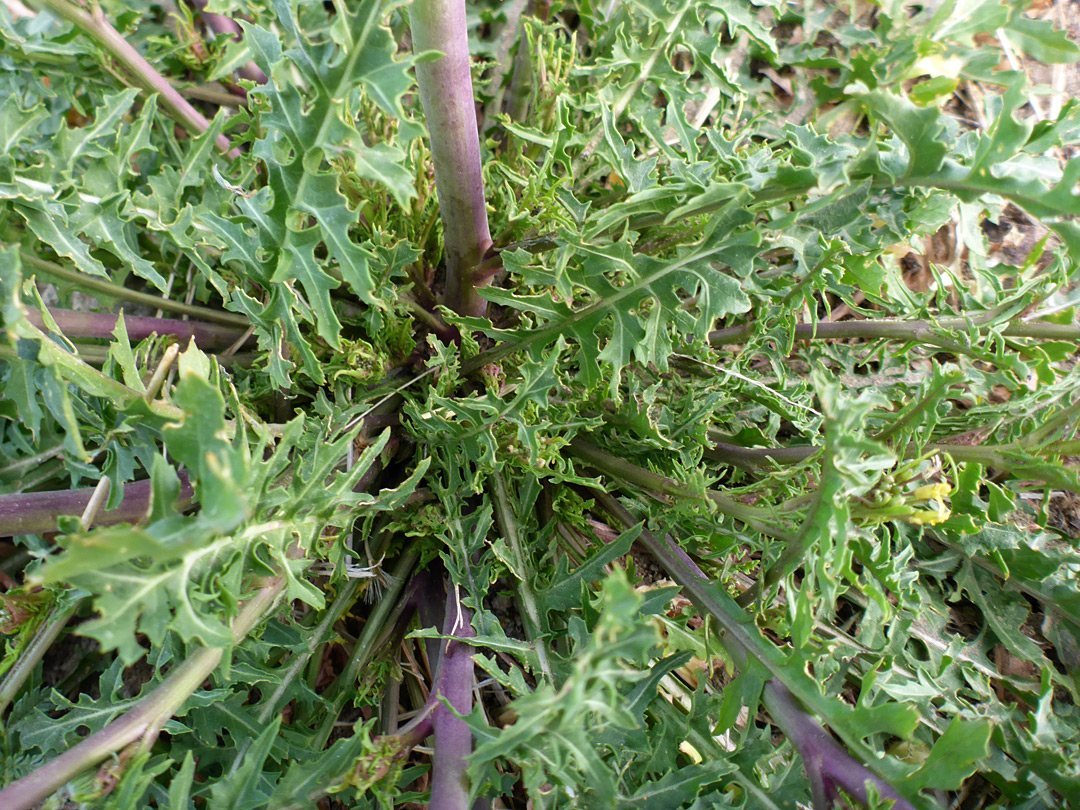 Basal leaves