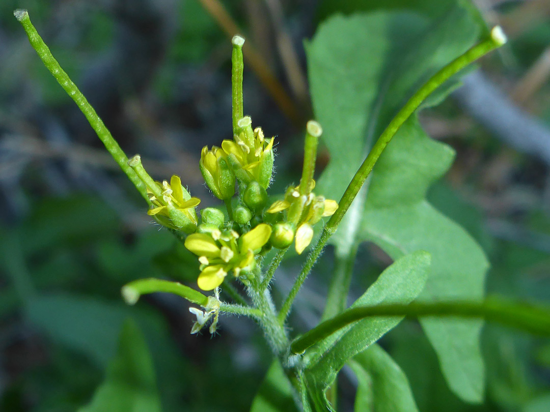 Inflorescence