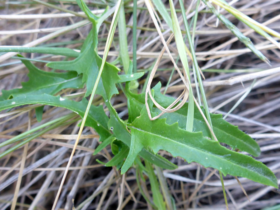 Toothed leaves