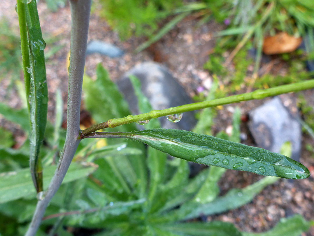 Upper stem leaves