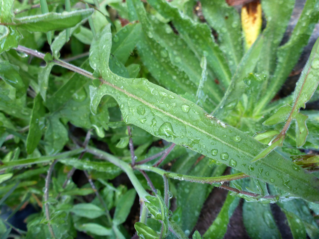 Lobed leaves