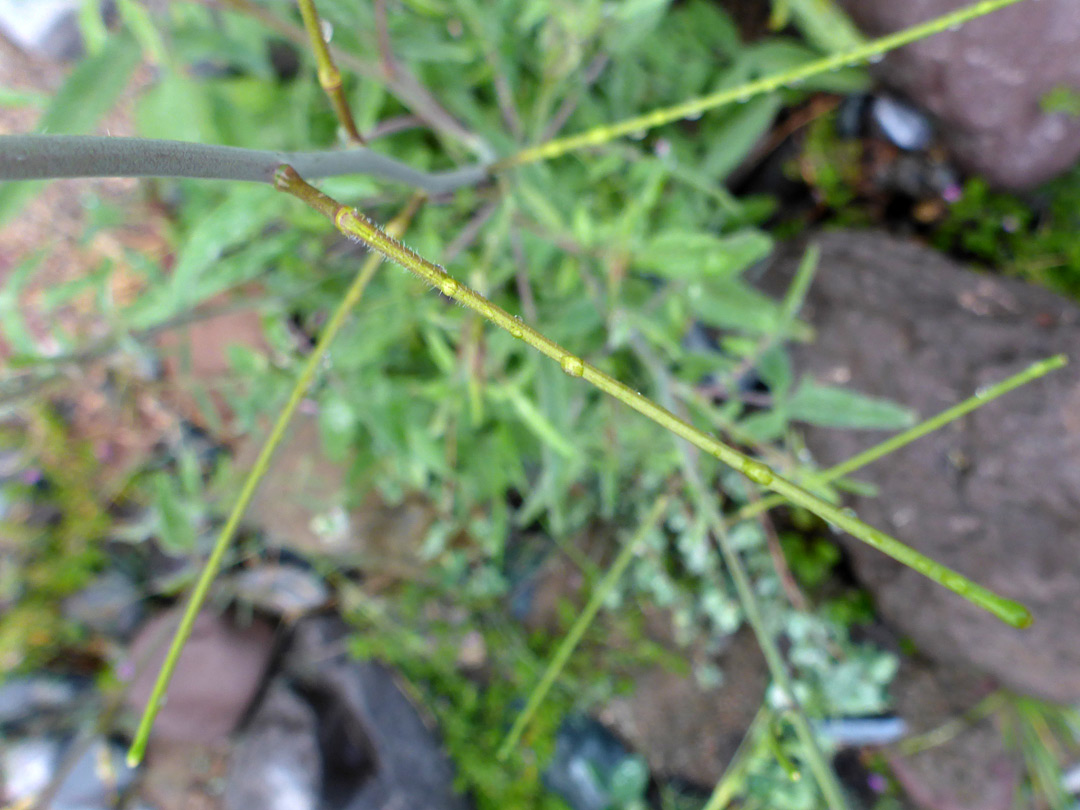 Linear fruits