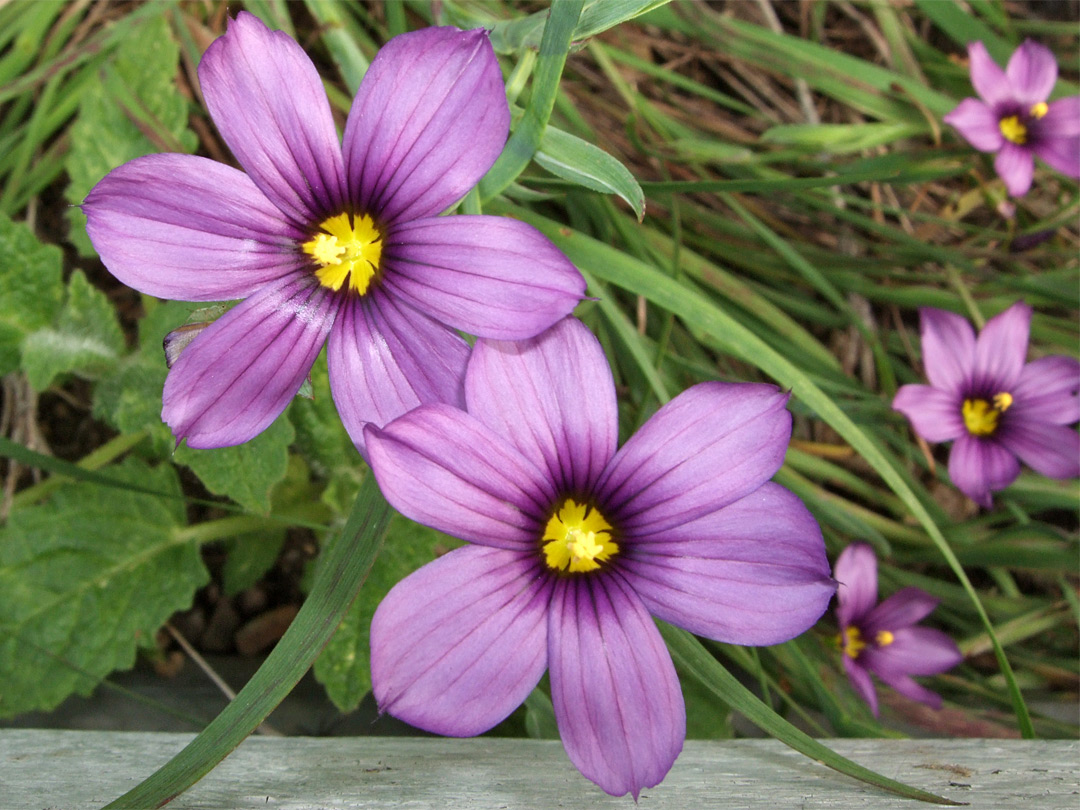 Six-petaled flowers