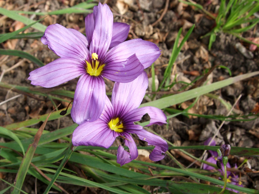 Purple flowers