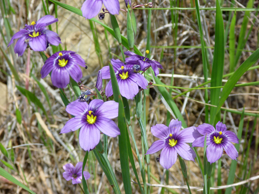 Flowers and leaves