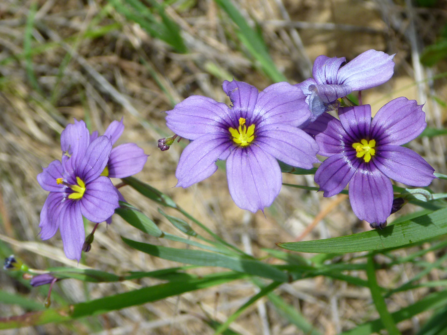 Four flowers