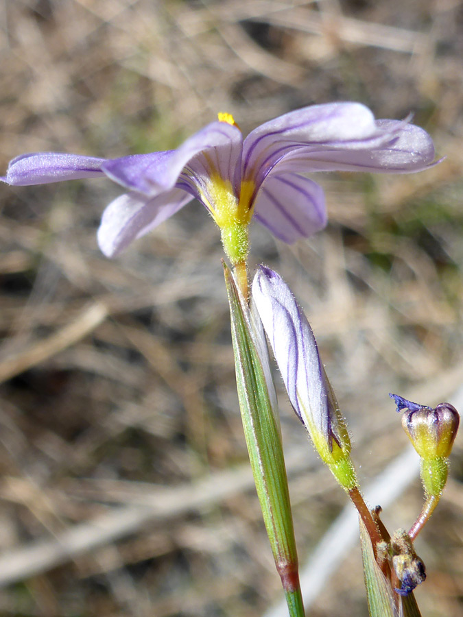 Flower, spathe and bud