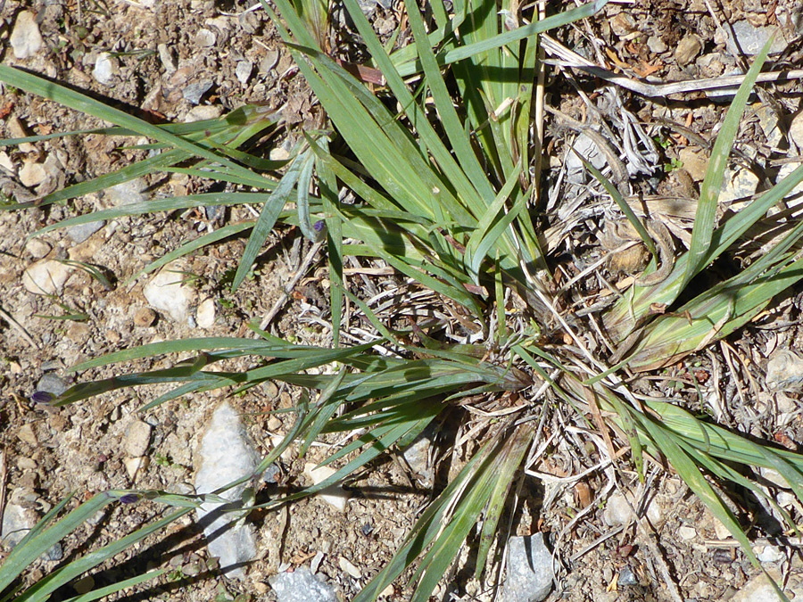 Basal leaves