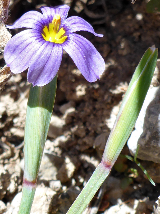 Drooping petals