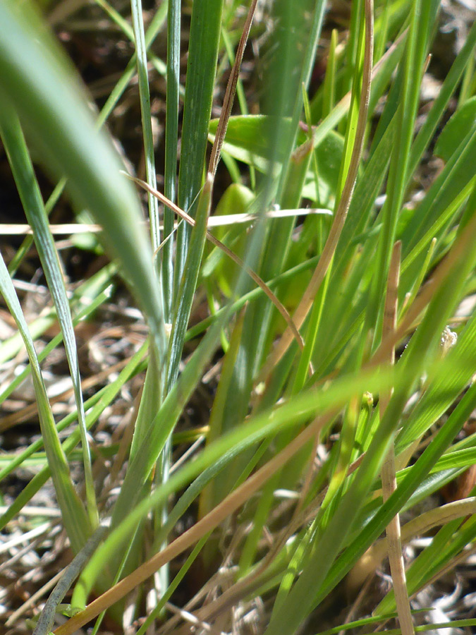 Grass-like leaves