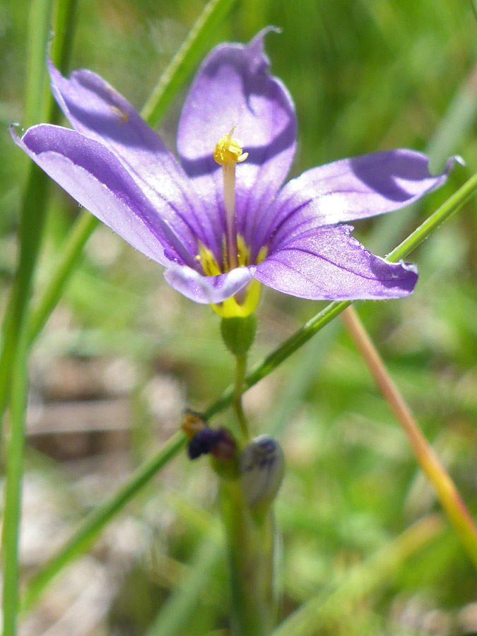 Protruding stamens