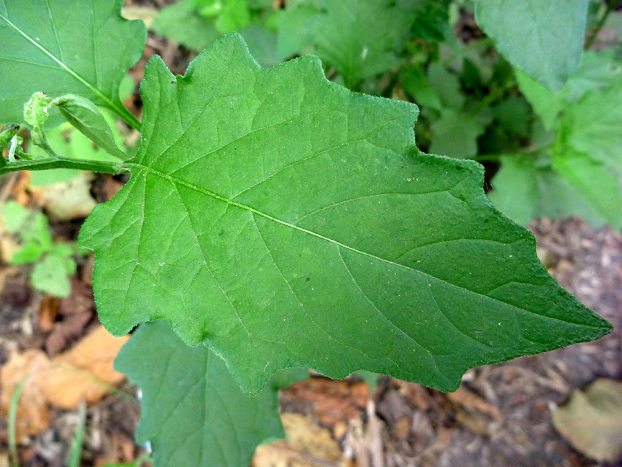 Green leaf