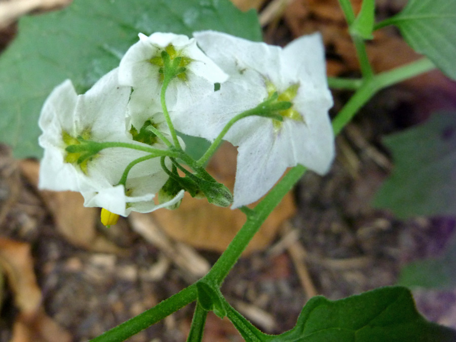 Flower stalks