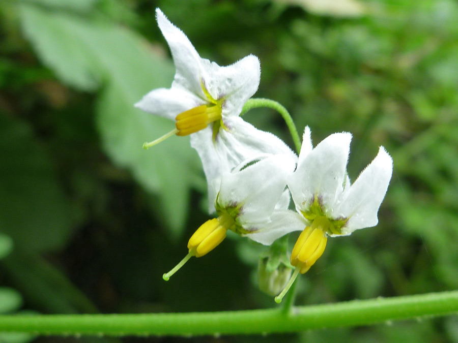 White flowers