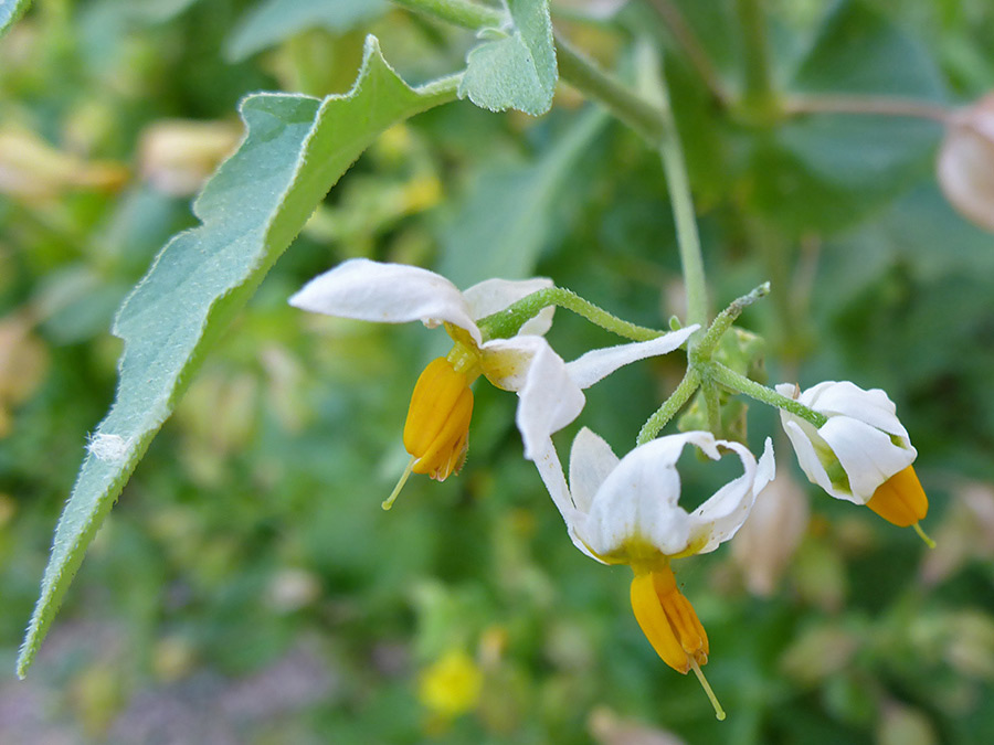 Group of flowers