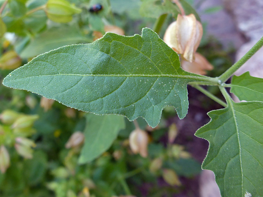 Shallowly-toothed leaves