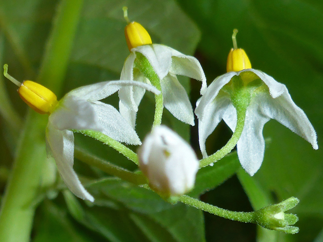 Recurved white petals