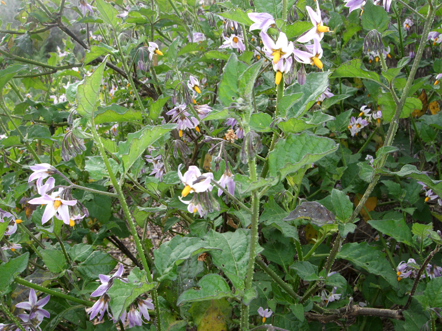 Group of plants