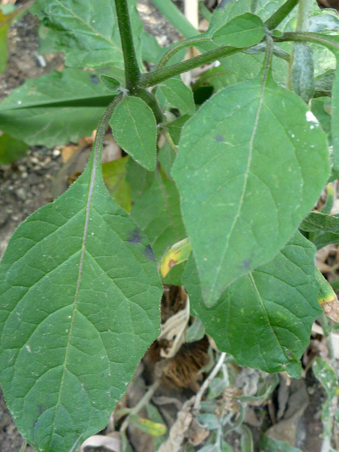 Ovate leaves