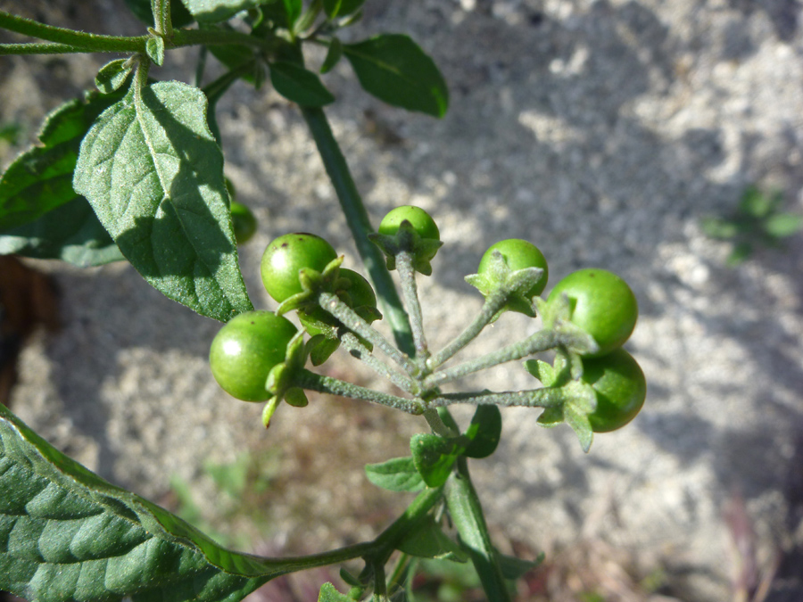 Green fruit