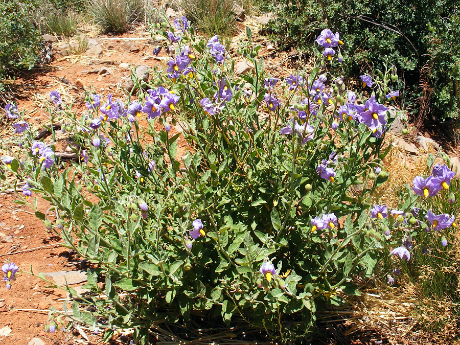 Purple flowers