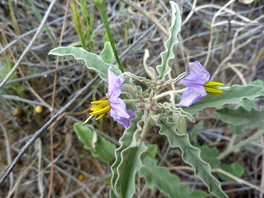 Flowers and leaves