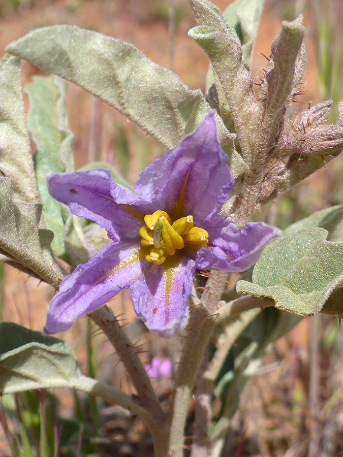 Yellow anthers