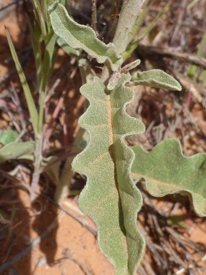 Wavy-edged leaf