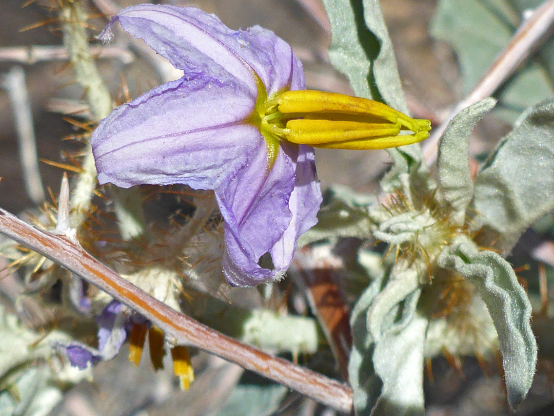 Pale purple flower