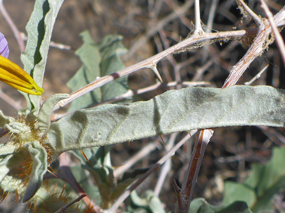 Bristly leaf