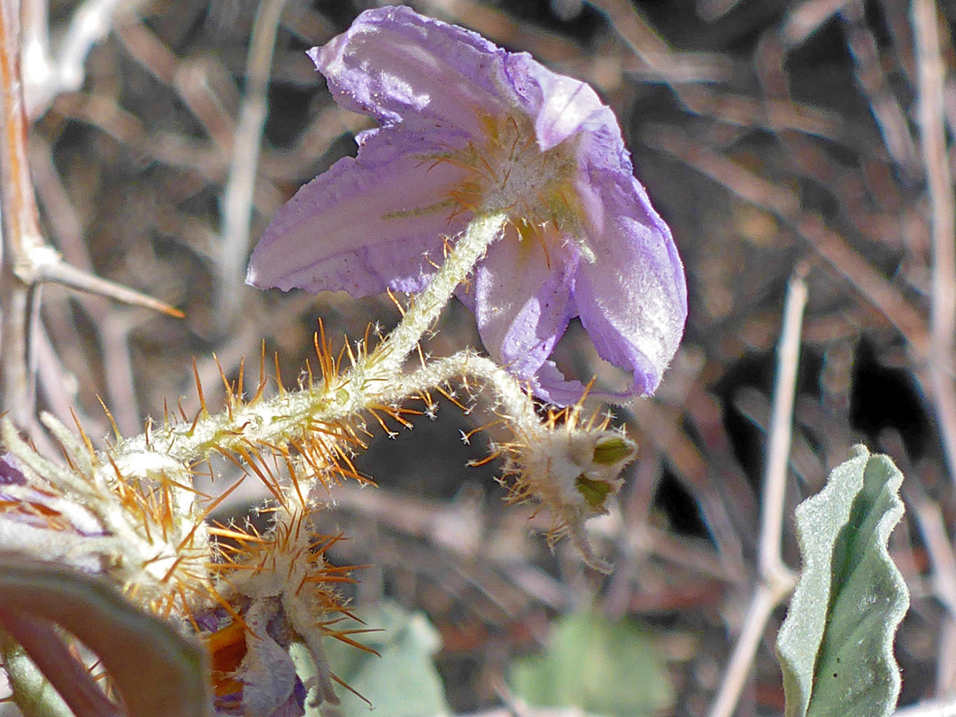 Brown bristles