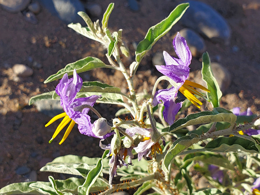 Leaves and flowers