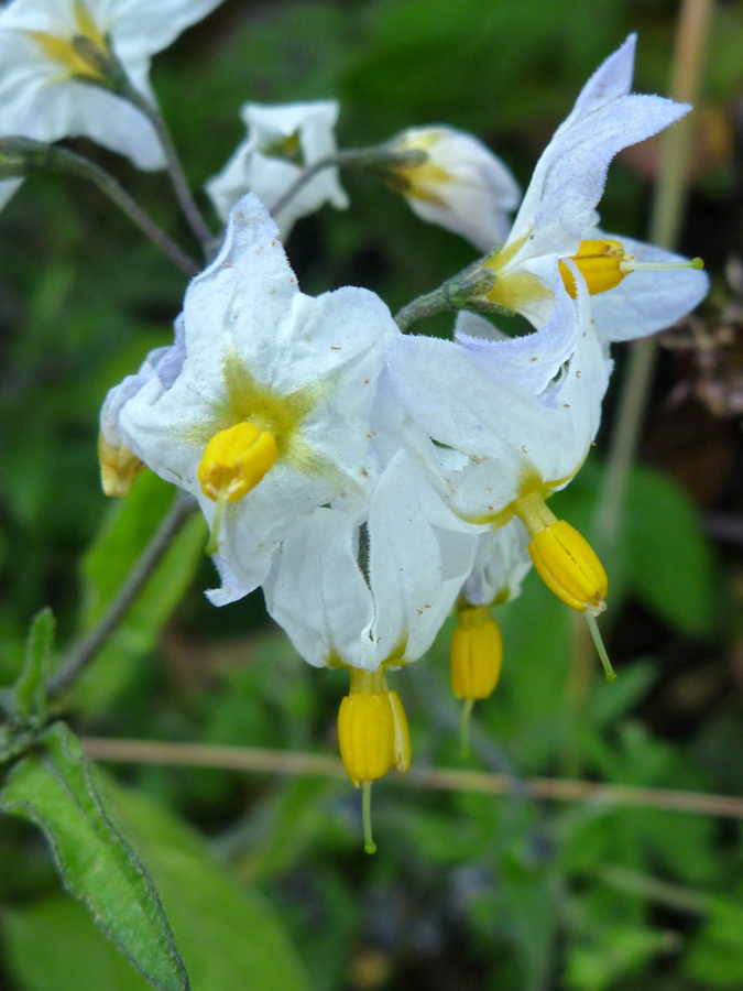 Group of flowers