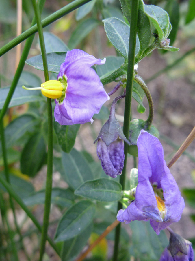 Flowers and stems