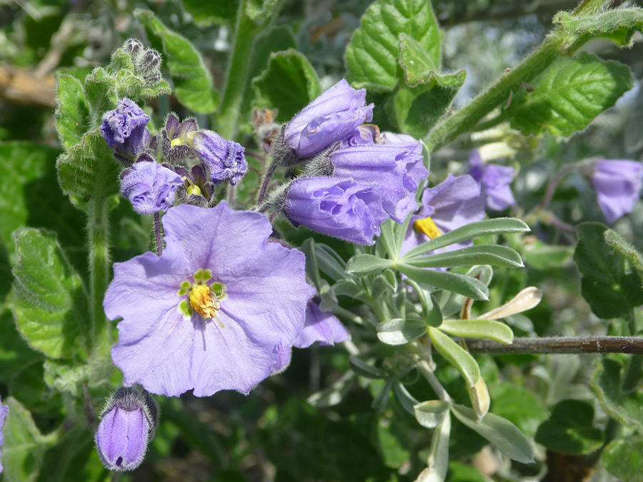 Purple flowers