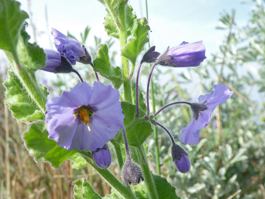 Flowers and buds