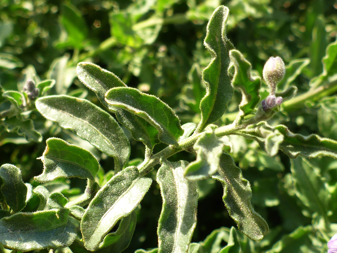 Curly-edged leaves