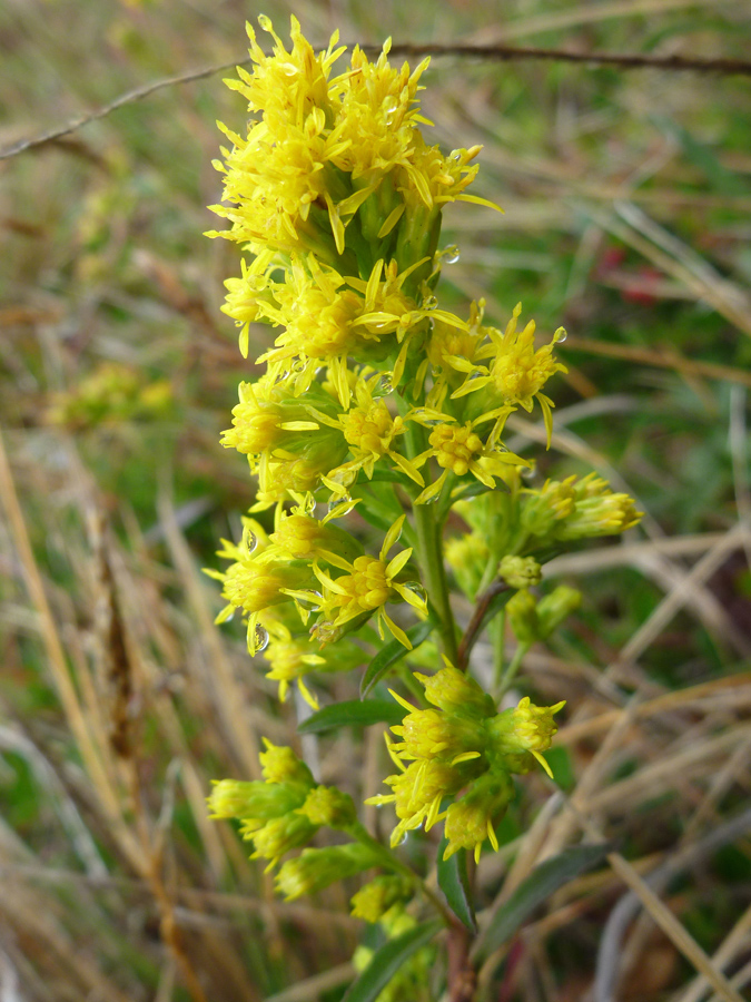 Elongated inflorescence