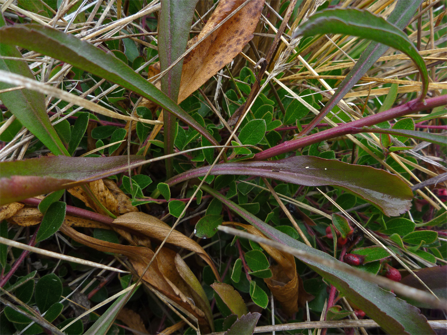 Stems and leaves