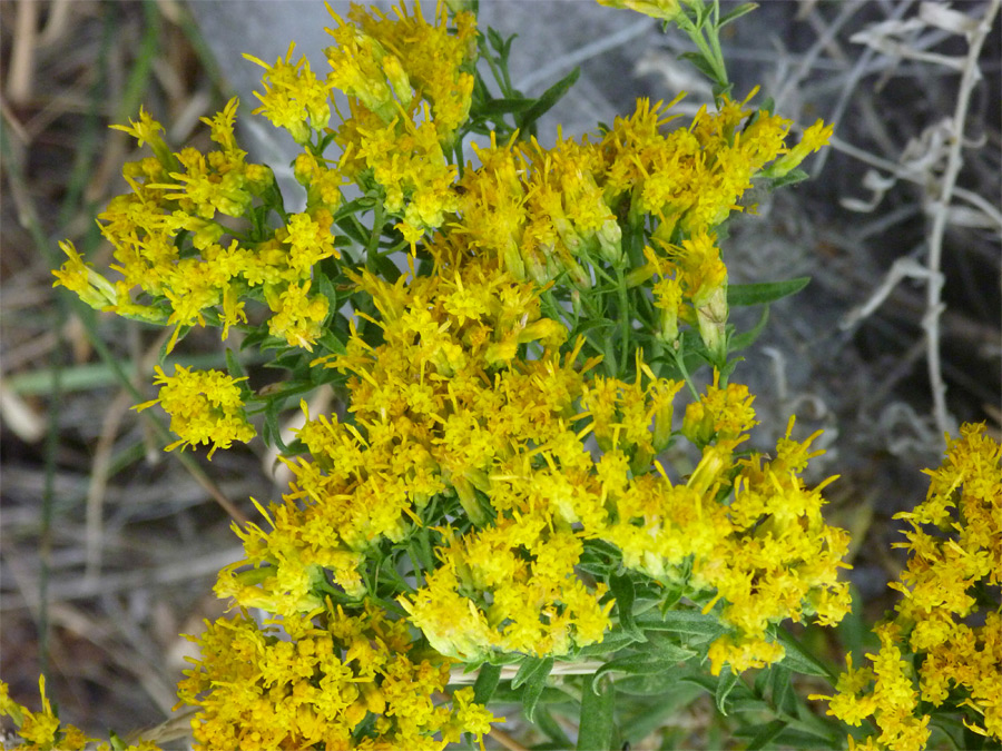 Elongated disc flowers